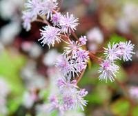 Frothy pale lilac flowers